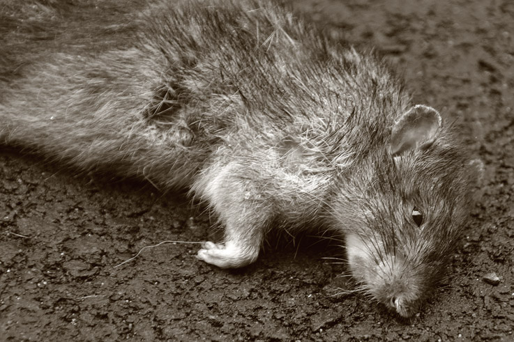 Rat Mort